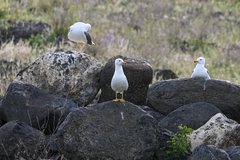 Larus armenicus