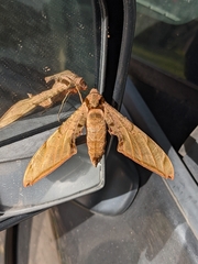 Protambulyx strigilis