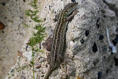 Lacerta strigata
