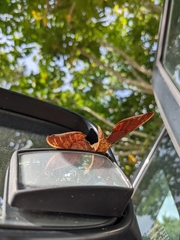 Protambulyx strigilis