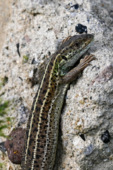 Lacerta strigata
