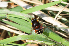 Eristalis cryptarum