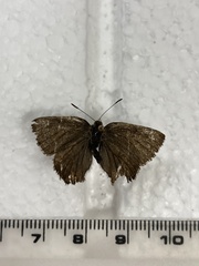 Callophrys eryphon