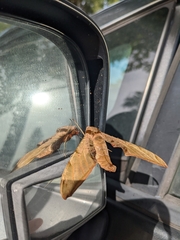 Protambulyx strigilis