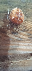 Araneus diadematus