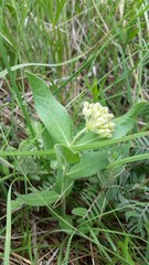 Asclepias lanuginosa