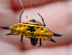 Gasteracantha quadrispinosa