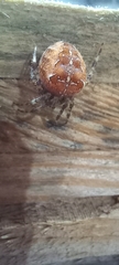 Araneus diadematus