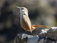 Ochetorhynchus ruficaudus