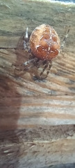 Araneus diadematus