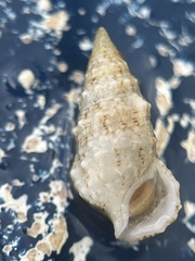 Cerithium eburneum