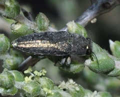 Sphenoptera pilosula