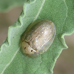 Physonota arizonae