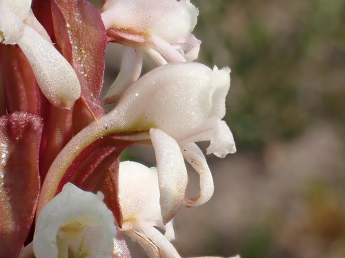 Image of Satyrium candidum by (c) Ren Hoekstra, some rights reserved (CC BY)