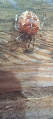 Araneus diadematus