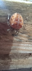 Araneus diadematus