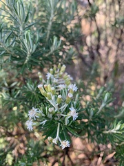 Linochilus rosmarinifolius