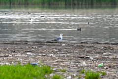 Larus armenicus