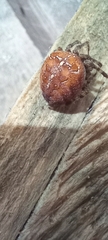Araneus diadematus