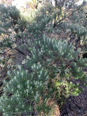 Linochilus rosmarinifolius