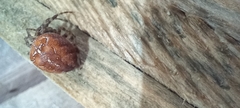 Araneus diadematus
