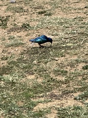 Lamprotornis superbus