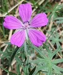 Geranium dissectum