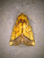 Papaipema leucostigma