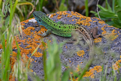 Lacerta strigata