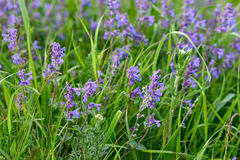 Nepeta racemosa