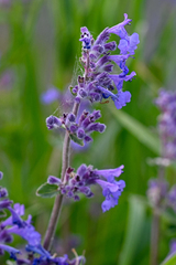 Nepeta racemosa