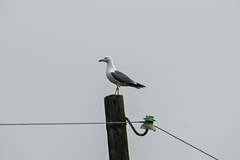 Larus armenicus