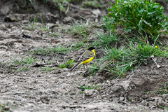 Motacilla flava feldegg