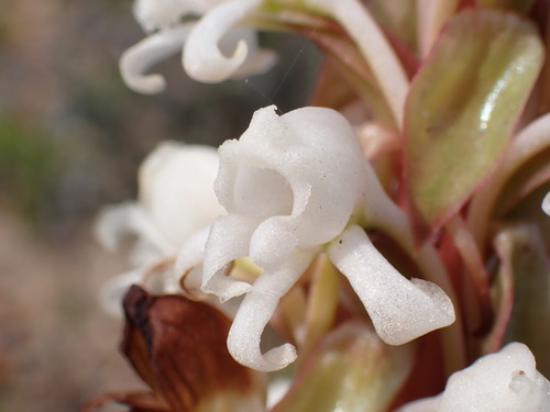 Image of Satyrium candidum by (c) Ren Hoekstra, some rights reserved (CC BY)