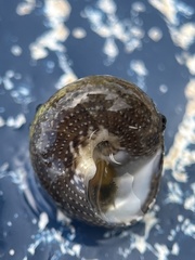 Agathistoma fasciatum