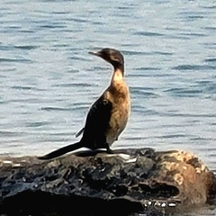 Microcarbo africanus