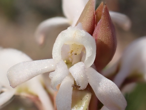 Ghost Satyre (Satyrium candidum)