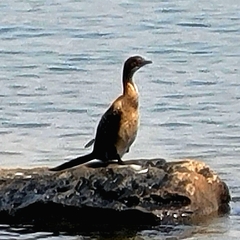 Microcarbo africanus