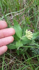Asclepias lanuginosa