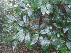 Clerodendrum cyrtophyllum