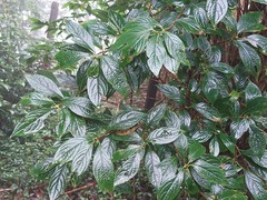 Clerodendrum cyrtophyllum