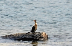 Microcarbo africanus