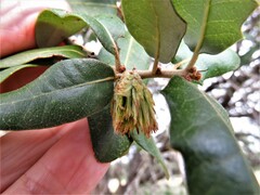 Andricus quercusfoliatus