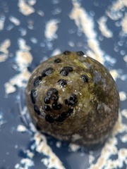 Agathistoma fasciatum