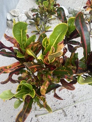 Codiaeum variegatum