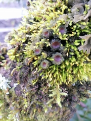 Leptogium phyllocarpum