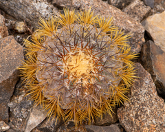 Copiapoa longistaminea