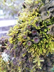 Leptogium phyllocarpum