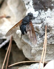 Satyramoeba hetrusca