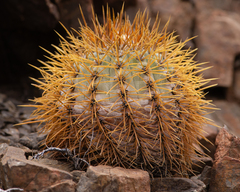Copiapoa longistaminea